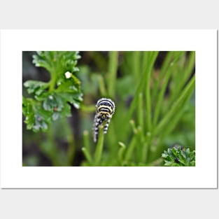 Swallowtail Caterpillar Posters and Art